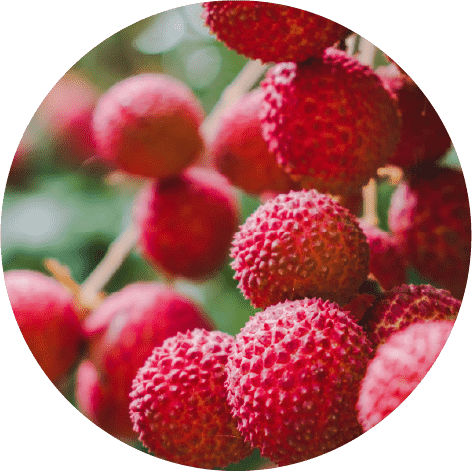 ライチの実がなっている様子