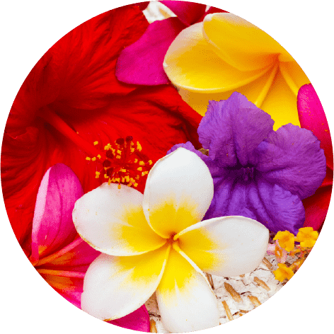 ワイルドフラワーの花